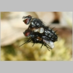 Tachinidae cf - Raupenfliege 13a 7-8mm Flugpaarung.jpg